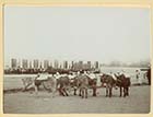  Marine Terrace sands donkeys ca 1900[Photo]